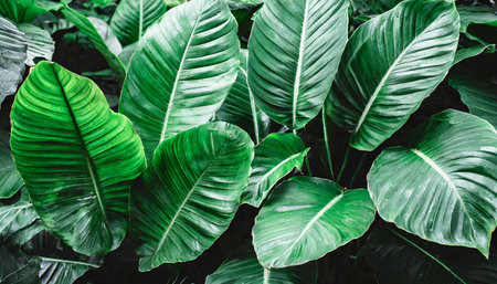 plant leaves green nature tropical forest on backgroundの素材