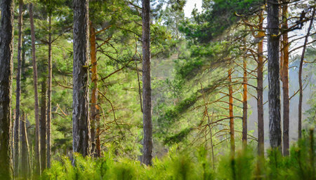 forest treesの素材