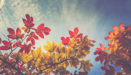 Autumn leaves on blue sky background, vintage filter effect. Fall season concept.の素材