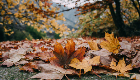 Fallen maple leaves in the park. Beautiful autumn background. Selective focus.の素材