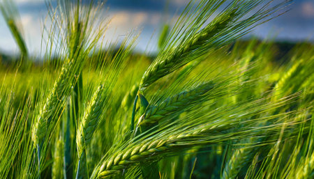 Green wheat field in the evening light. Shallow depth of field.の素材