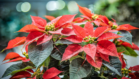 closeup of red poinsettia flowersの素材