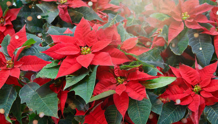 red poinsettia christmas backgroundの素材