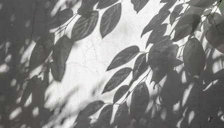 leaves shadow and tree branch background natural leaves tree branch dark shadow and light from sunlight dappled on white concrete wall textureの素材