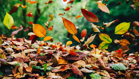 falling leaf backgroundの素材