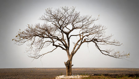 dead tree on white backgroundの素材