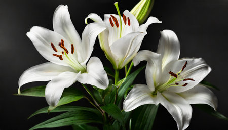 white flower lilies on black backgroundの素材