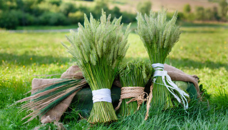 bundles of green meadow grass with spikelets on background three bundles of green meadow grass and an example of a composition from themの素材
