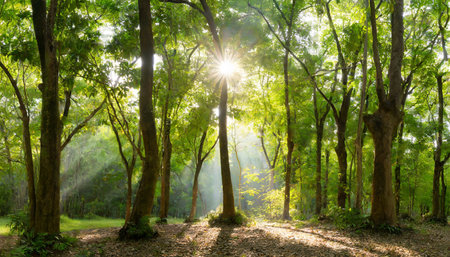 panorama of a green forest of deciduous trees with the sun casting its rays of light through the foliageの素材