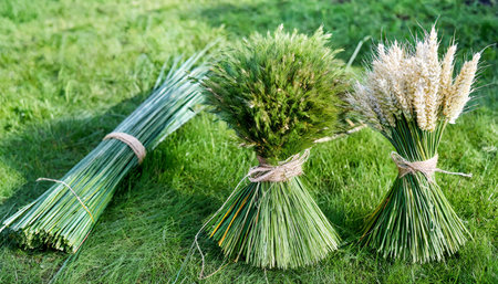 bundles of green meadow grass with spikelets on background three bundles of green meadow grass and an example of a composition from themの素材