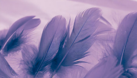 beautiful abstract colorful blue and light purple feathers on white background and soft white pink feather texture on white pattern and purple backgroundの素材