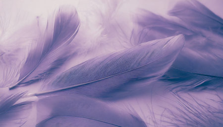 beautiful abstract colorful blue and light purple feathers on white background and soft white pink feather texture on white pattern and purple backgroundの素材