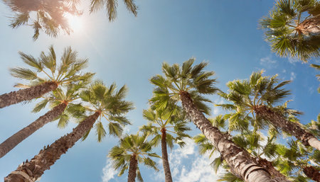 looking up at blue sky and palm trees view from below vintage style tropical beach and summer background travel conceptの素材