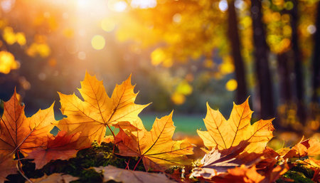 autumn maple leaves in sunlights sunny bokeh beautiful nature background with forest ground banner concept of fall season golden autumn cardの素材