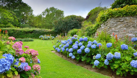 beautiful garden with hydrangeas in brittanyの素材