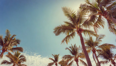 blue sky and palm trees view from below vintage style tropical beach and summer backgroundの素材