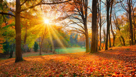 autumn landscape fall scene trees and leaves in sunlight raysの素材