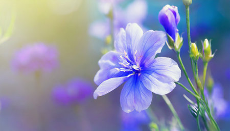 blue beautiful flower on a beautiful toned blurred background border delicate floral background selective soft focusの素材