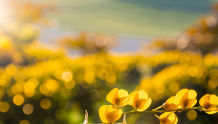 natural yellow backgroundの素材