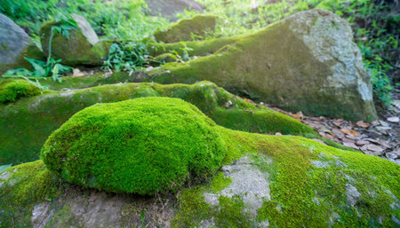 a stone covered with green moss in the forest wildlife landscape beautiful bright green moss grown up cover the rough stones and on the floor in the forest product display mockupの素材