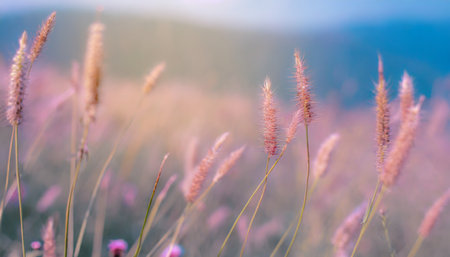 grass flower in soft focus and blurred with vintage style for backgroundの素材