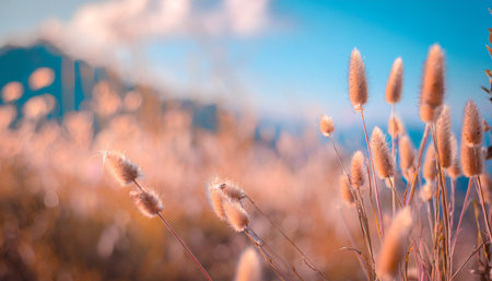 grass flower in soft focus and blurred with vintage style for backgroundの素材