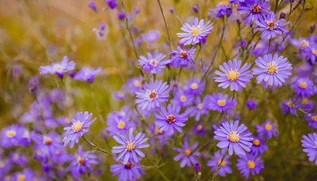 abstract natural purple flowers background banner screensaver backdrop border frame postcard stylish minimalist modern design copy space generative aiの素材