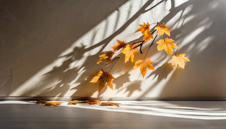 abstract autumn studio background with maple tree leaves and shadows on wallの素材