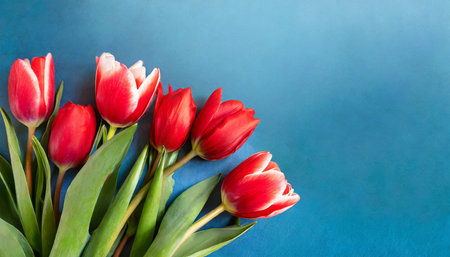 holiday banner with red tulips spring flowers on blue background with copy space greeting card for valentine s day woman s day and mother s day holidays flat lay banner sizeの素材