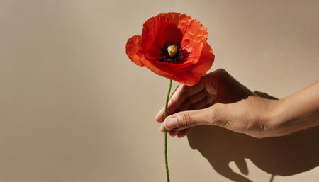 female hand holds delicate red poppy flower stem on neutral tan beige background with hard sunlight shadows aesthetic close up view floral compositionの素材