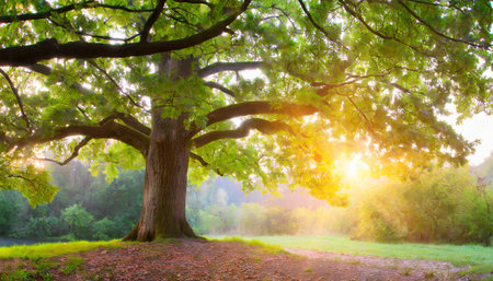 old oak tree foliage in morning light with sunlightの素材