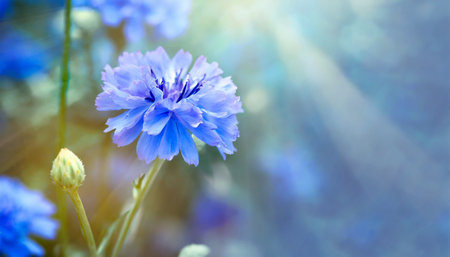 blue beautiful flower on a beautiful toned blurred background border delicate floral background selective soft focusの素材