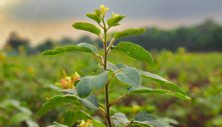 amidst the beauty of the countryside a young withania plant can be seen growing in a field exemplifying their dicotyledonous traitsの素材