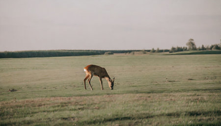 deer on the fieldの素材