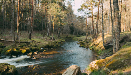 river in the woodsの素材