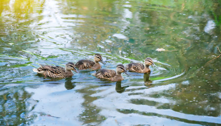 wild young mallard ducks swim in a pondの素材
