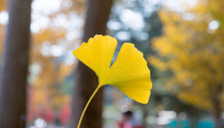 one yellow ginkgo biloba leaf on a backgroundの素材
