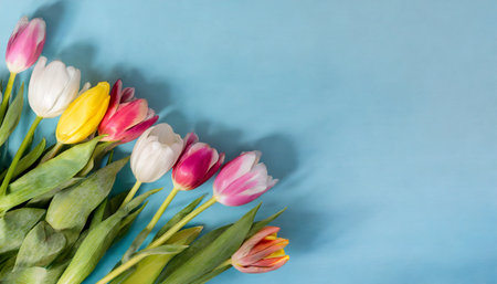 tulip variation on a blue background viewed from above top view copy spaceの素材