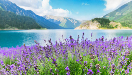 field of lavender flowers blooming in front of a mountain lakeの素材