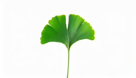 green ginkgo biloba leaf isolated on white backgroundの素材