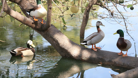 ducks on treeの素材