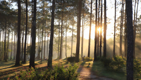 forest in the morningの素材