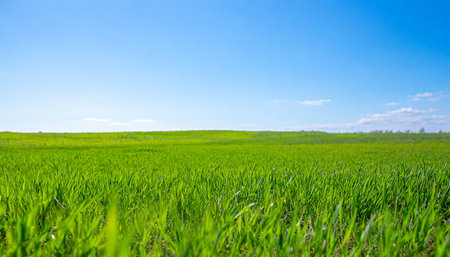beautiful panoramic natural landscape of a green field with grass against a blue sky with sun spring summer blurred backgroundの素材