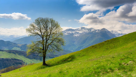 lone bare tree on springtime green slope with majestic mountain vistaの素材