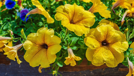 bright summer yellow petuniasの素材