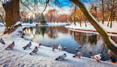 tree doves on the snowy shore of small pond in topilche park ternopil town ukraine europe splendid winter scene of city park traveling concept backgroundの素材