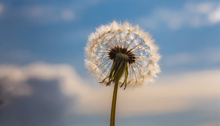 one dandelion on a gently blue sky backgroundの素材