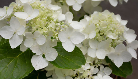 white hydrangea macro photography inflorescences of bobo panicled hydrangea abstract white floral background in high resolutionの素材