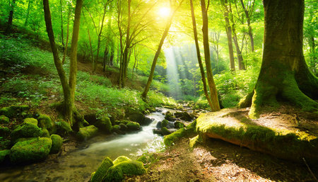 green forest in sunlight with forest streamの素材