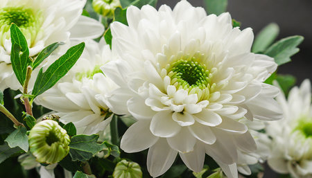 close up photo of white chrysanthemum bouquet abstract floral backgroundの素材